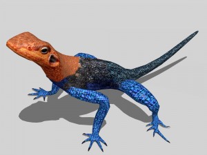 agama lizard Modèle 3D