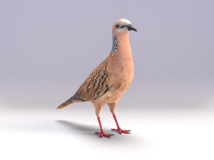 spotted dove model 3D मॉडल