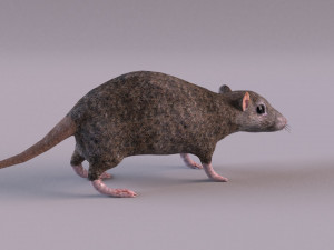 Brown Rat Modelo 3D