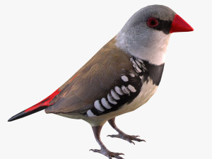 Diamond Firetail Finch Modelo 3D