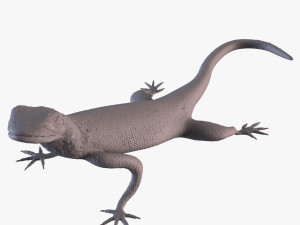 Rock Agama printable Modelo de Impressão 3D