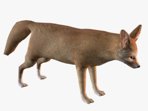 Fennec fox model 3Dモデル