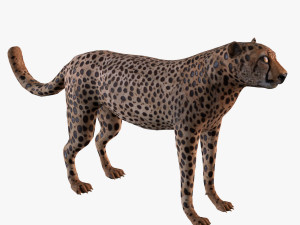 Cheetah 3Dモデル