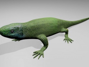 green lizard Modèle 3D