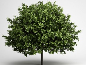 cgaxis smallleaved lime 16 Model 3D