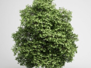 cgaxis chestnut 20 Model 3D