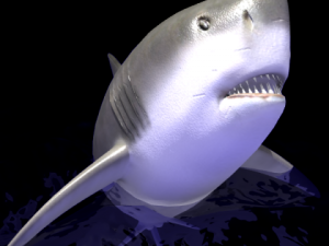animated shark 3D Модель