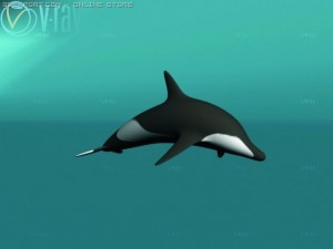 dolphin Modèle 3D