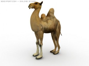 bactrian camel 3D-Modell