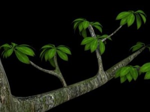 leaf tree 3D 모델