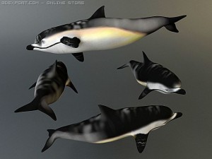 dolphin 2 Modèle 3D