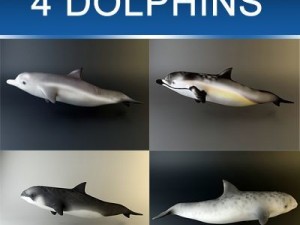 dolphin pack Modèle 3D