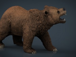 bear 3D Model
