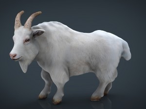 white goat Modèle 3D
