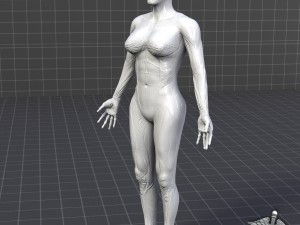 collection rigged - human male and female anatomy 3D-Modell