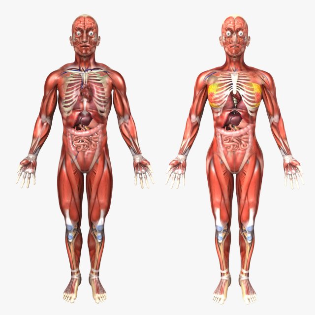 collection rigged - human male and female anatomy 3D-Modell .c4d .max .obj .3ds .fbx .stl .blend 