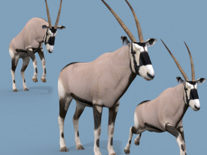 PRO Oryx 3Dモデル