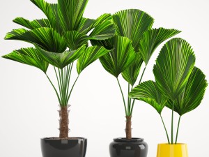 licuala palm 3D-Modell