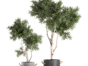 decorative tree in a black flowerpots 740 Modelo 3D