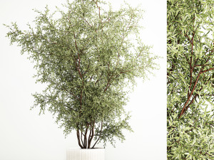 Decorative tree in flowerpots Olive and Elaeagnus 222 3Dモデル