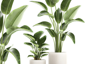 Set of plants in modern pots Strelitzia banana palm 1454 Modelo 3D