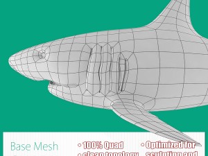 shark base mesh 3D Model