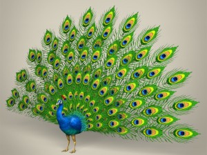 low poly realistic peacock 3Dモデル
