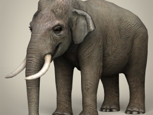 low poly realistic elephant Model 3D