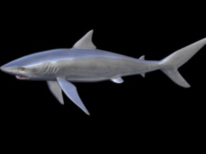 black tip shark 3D Model