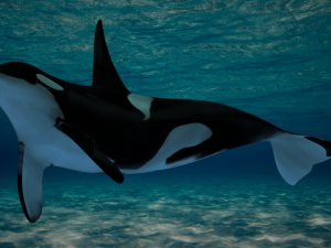 low poly orca Modèle 3D