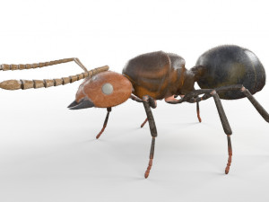 ant pbr rigged low poly insect 3D Model