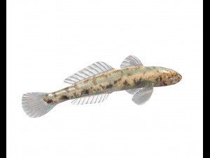 gobiidae river goby awaous banana fish low poly 3D Model