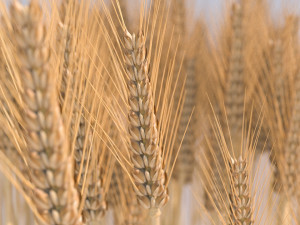 wheat Modelo 3D