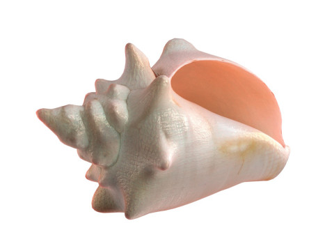Conch shell v3 Modelo 3D
