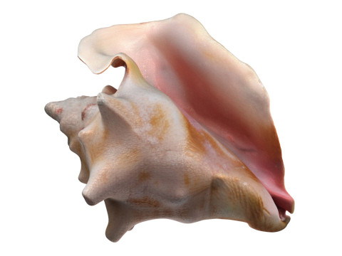 Conch shell v4 Modelo 3D