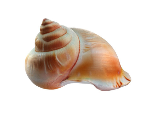 Conch shell v6 Modelo 3D