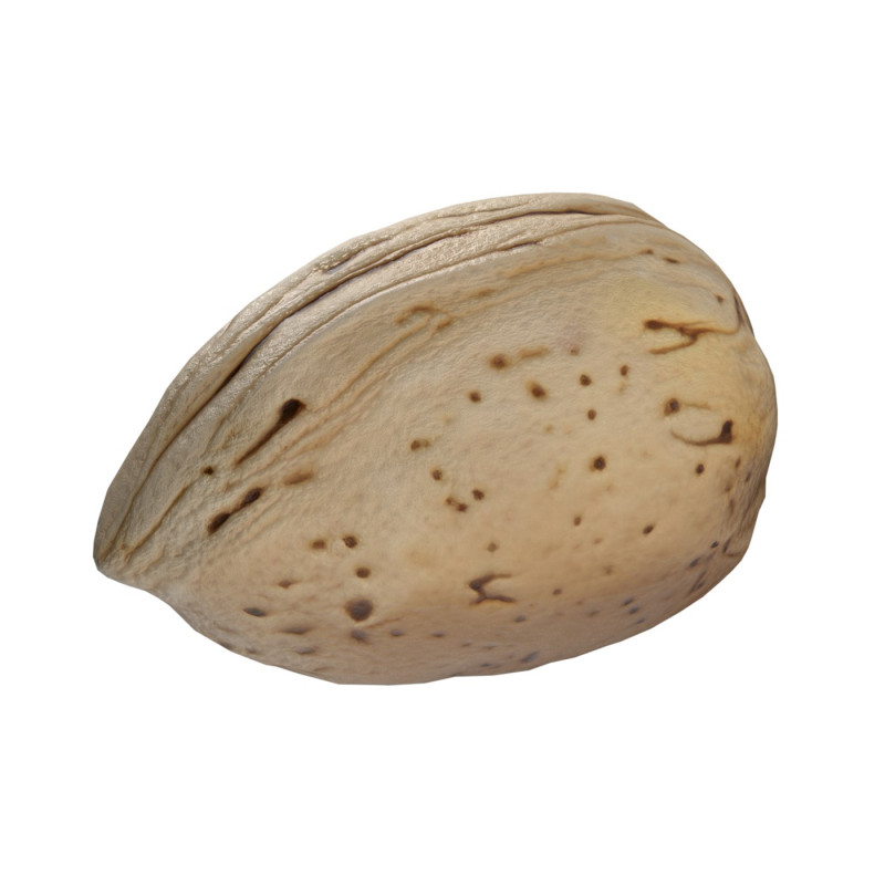 Almond shell v1 3D-Modell .c4d .max .obj .3ds .fbx .stl .blend