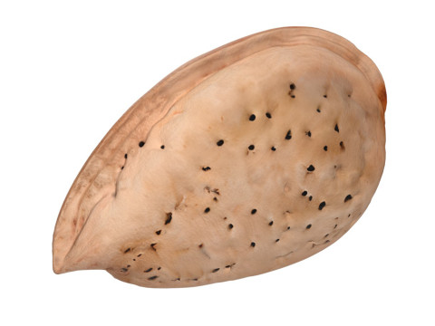 Almond shell v2 3D-Modell