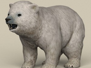 game ready polar bear cub 3Dモデル