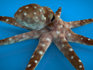 octopus 3D मॉडल