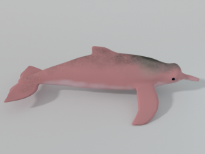 pink dolphin Modèle 3D