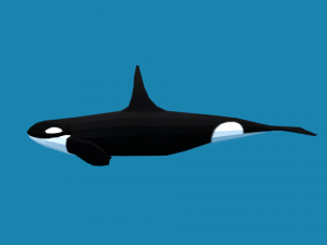 low poly caroon orca killer whale 3D Модель