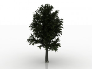 beech tree Model 3D