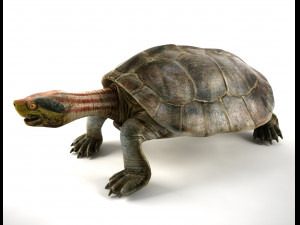 turtle 3Dモデル