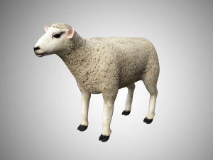 realistic high detailed rigged low poly sheep Modèle 3D