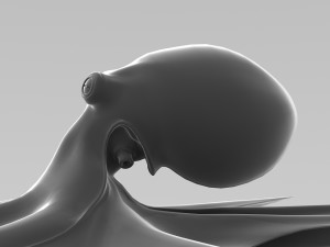 octopus 3Dモデル