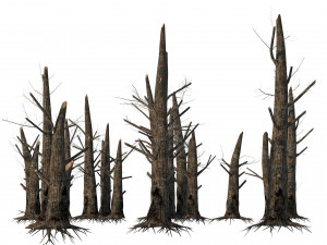 Fire-killed trees 3D Model