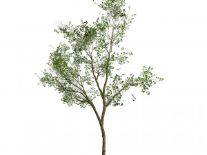Silver Birch Tree - Game Ready tree 3D Model