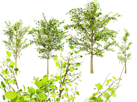 Lowpoly Katsura Tree 3Dモデル