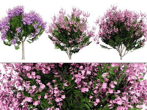 India Lagerstroemia Speciosa Tree Small Species Modelo 3D